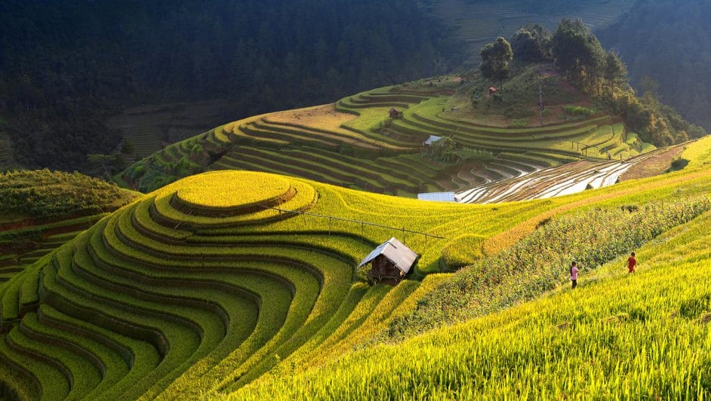Mu Cang Chai Rice scape Vietnam - Best Time to Ride Motorbikes to Nghia Lo, Tram Tau, Tu Le and Mu Cang Chai